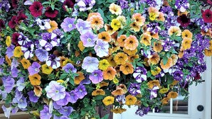 A hanging flower basket filled with a variety of colorful flowers, including purple, yellow, and red blooms, hanging in front of a wooden door. - Log Cabin Motel (Pinedale)