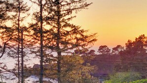 A garden with yellow flowers and tall trees at sunset. - Inn at Buckhorn Cove (Little River)