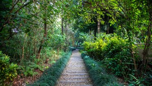 Taman
