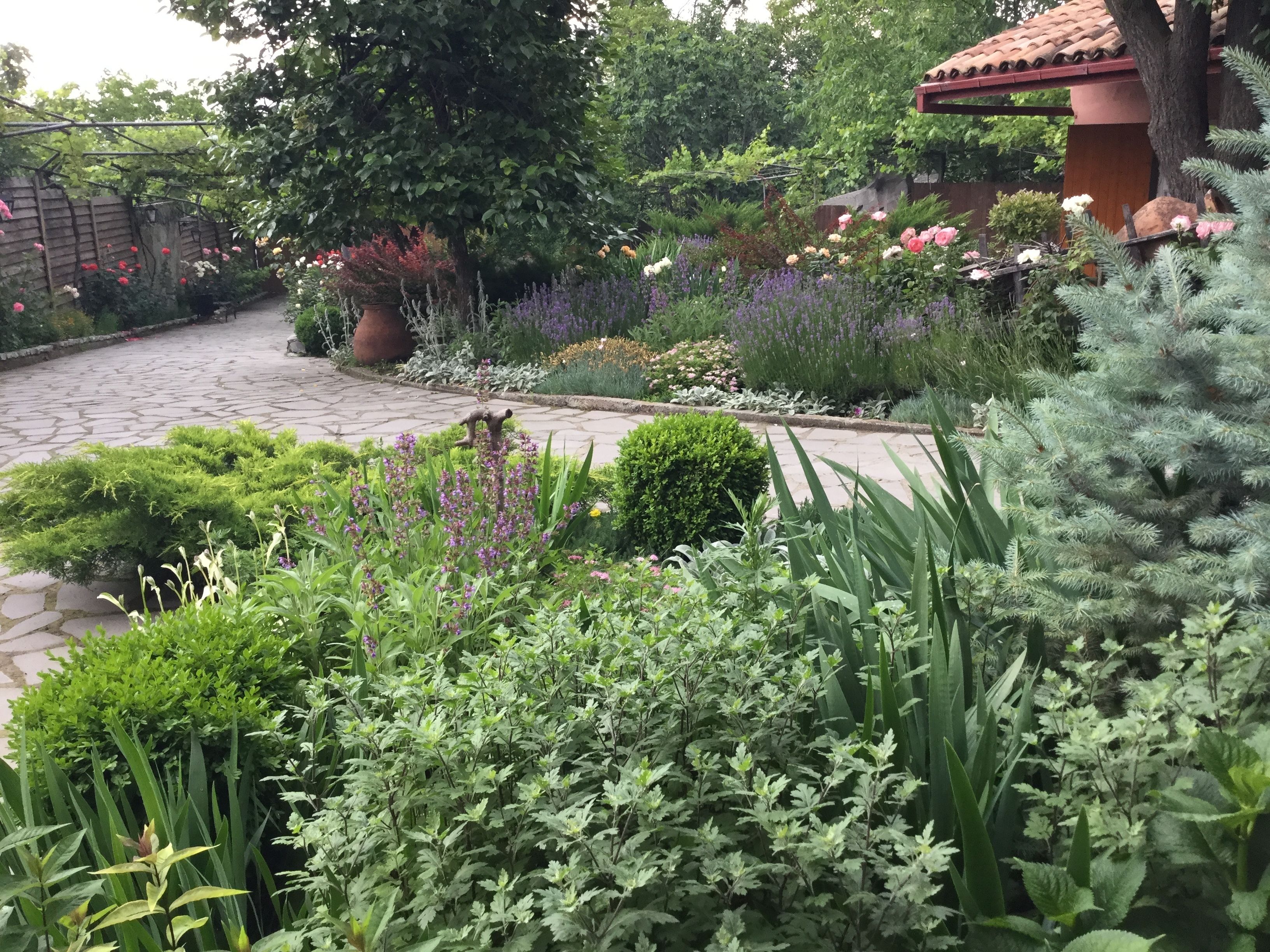 A garden with a stone pathway, various plants, and a large tree.