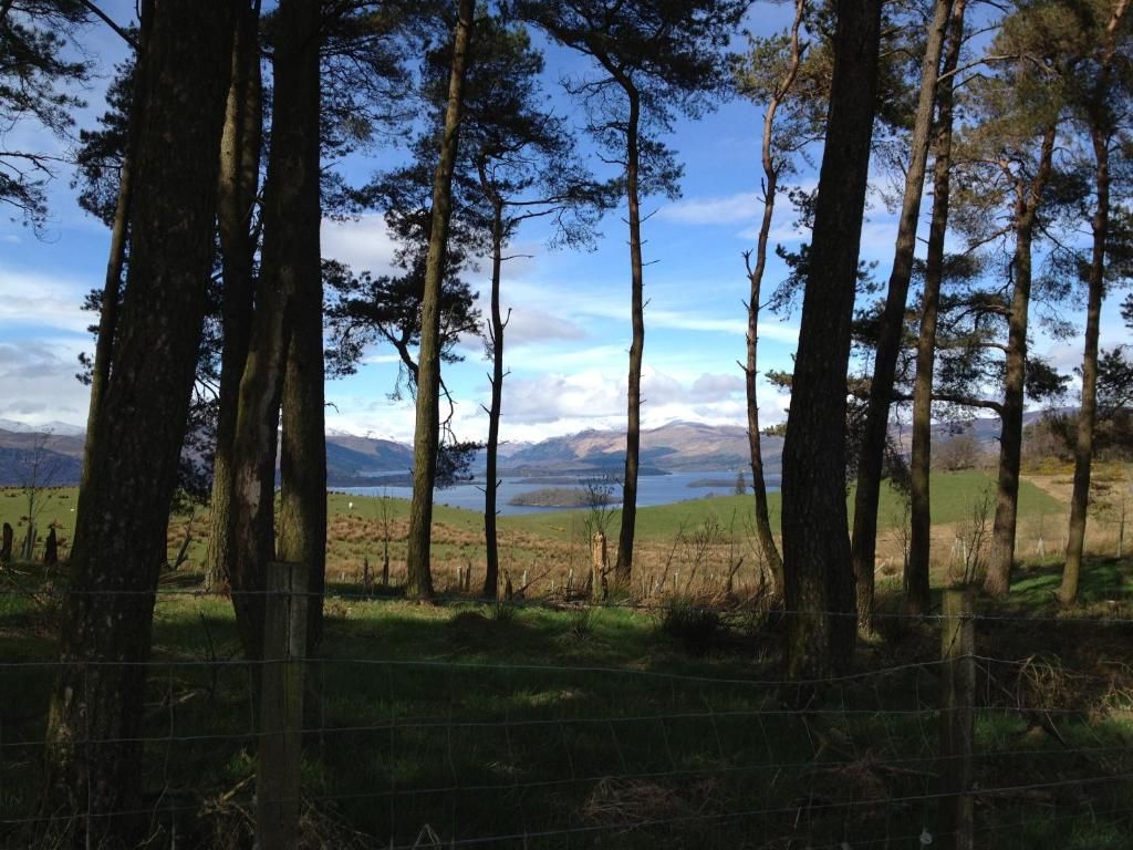 A natural landscape with tall trees, a grassy field, and a distant body of water.