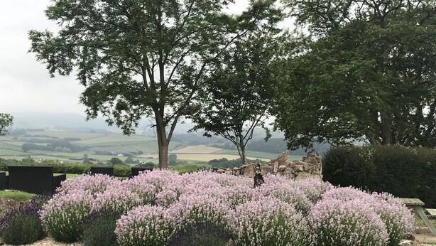 A stone wall with lavender bushes and trees in the background. - Cedar House (Minehead)