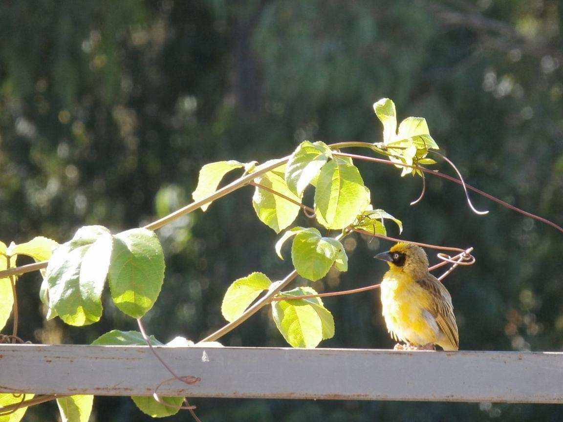 Un oiseau perché sur une branche, avec un arrière-plan flou de feuillage.