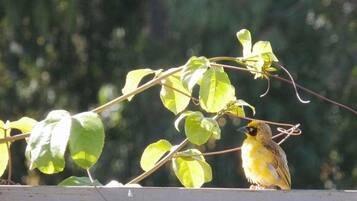Un oiseau perché sur une branche, avec un arrière-plan flou de feuillage.