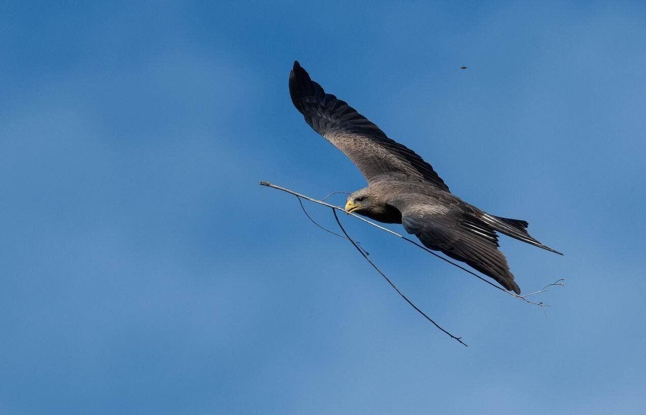 Un ave rapaz volando contra un cielo azul despejado.