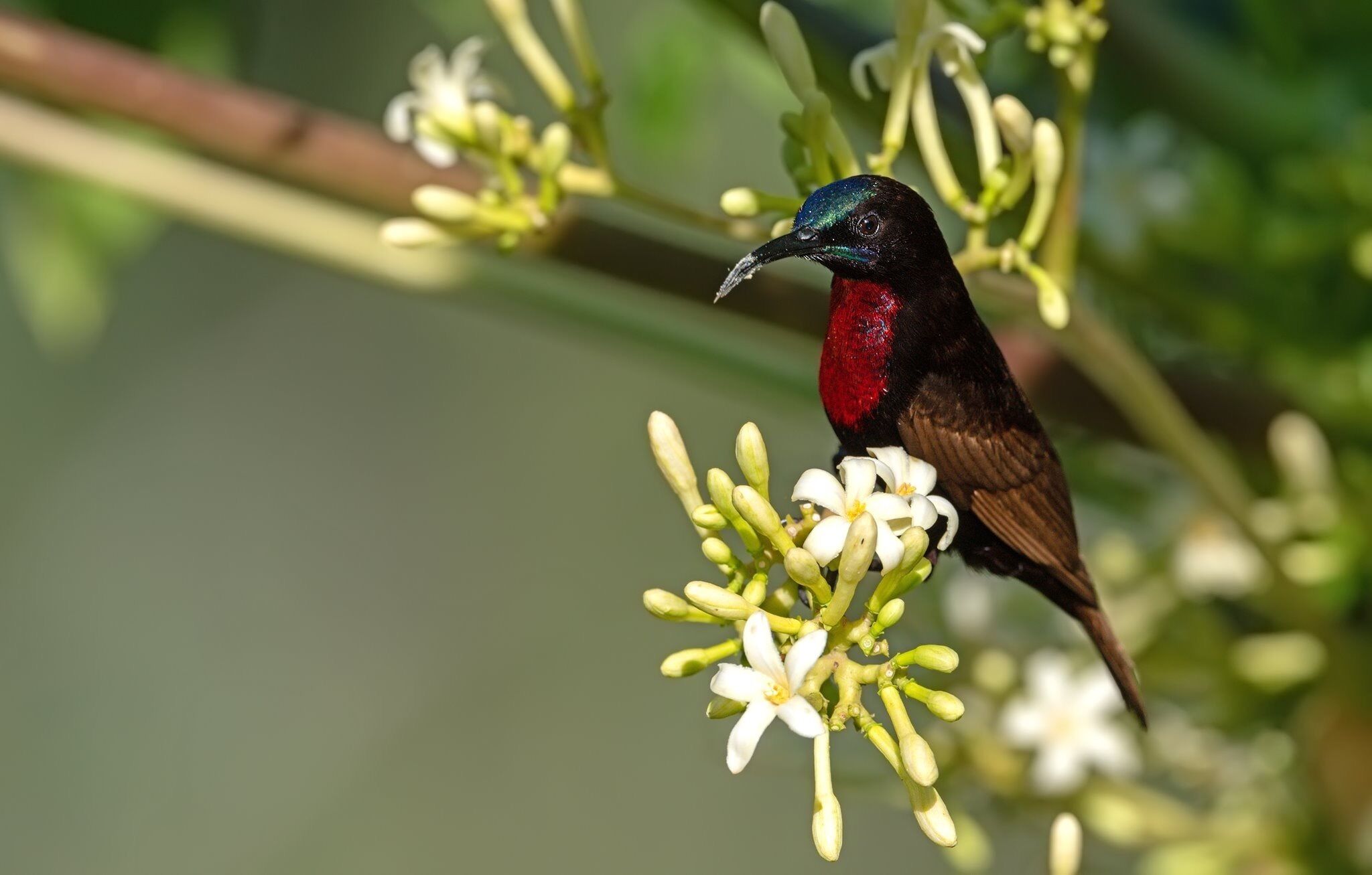 A bird perched on a branch with white flowers.