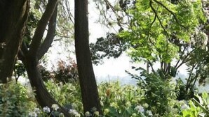 A garden with a wooden bench and lush greenery.