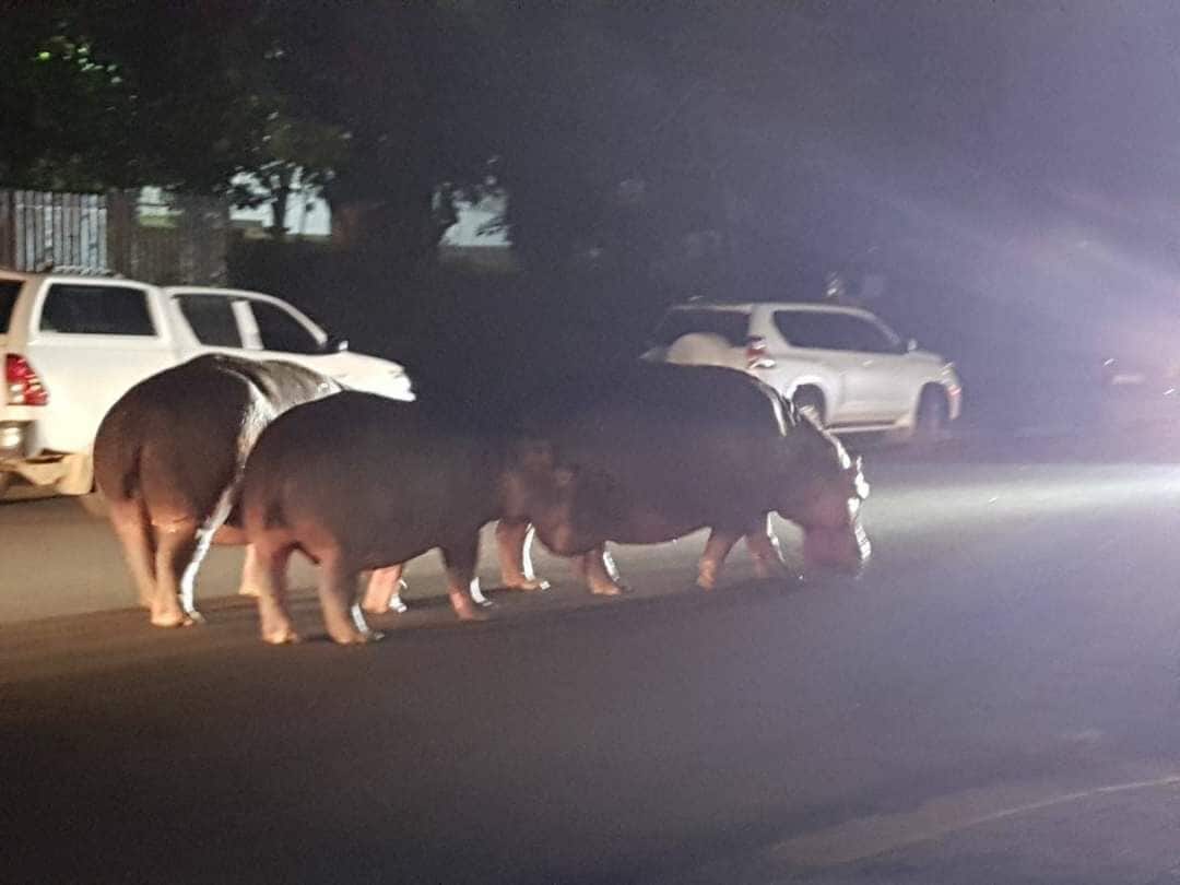 Een nachtelijk straatbeeld met drie koeien die over de weg lopen, langs geparkeerde auto's.
