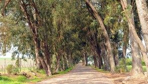 Vistas al campo desde el alojamiento