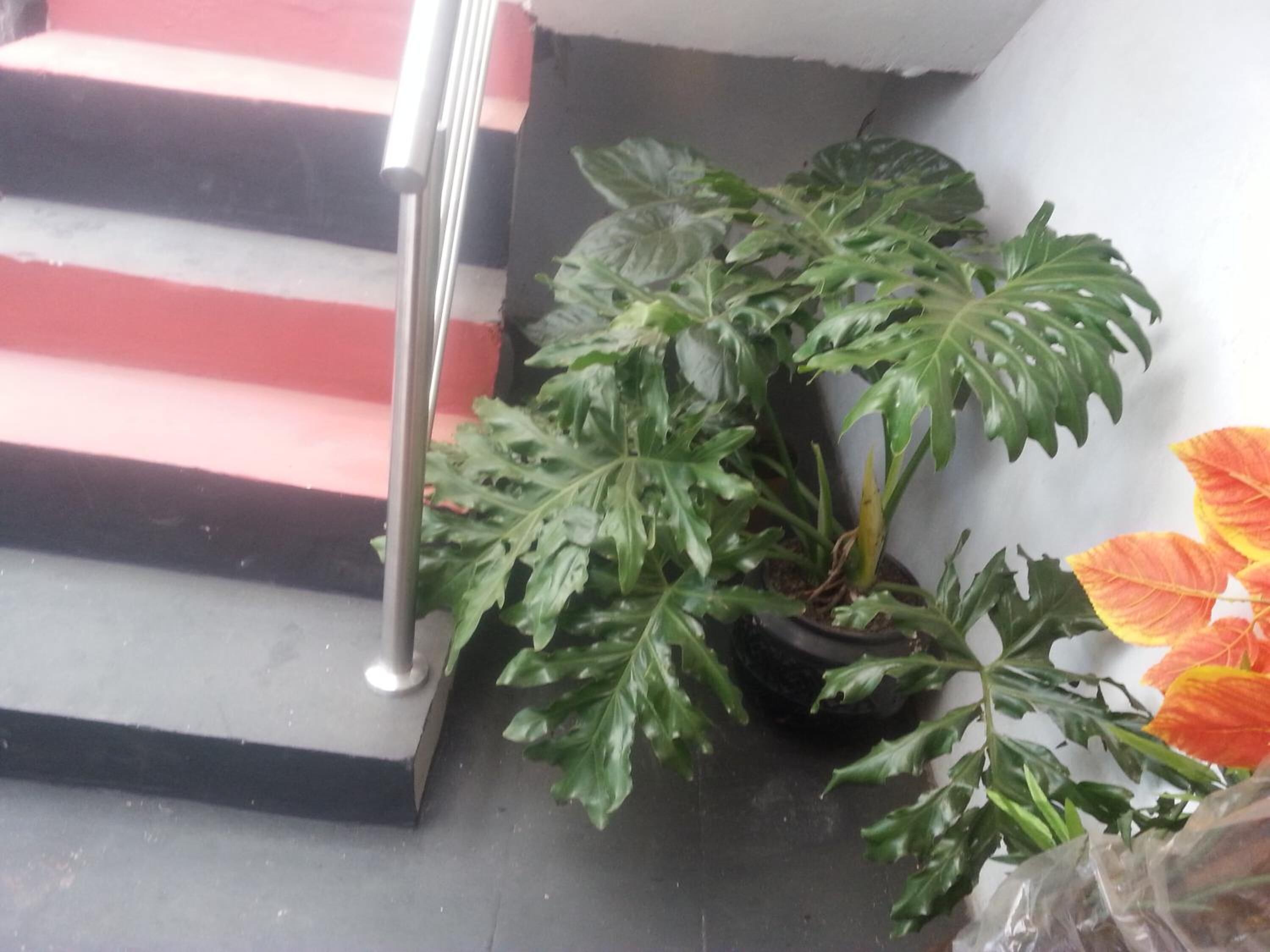 En trappe med gelænder i metal, en potteplante med store grønne blade og en plastikpose på gulvet.