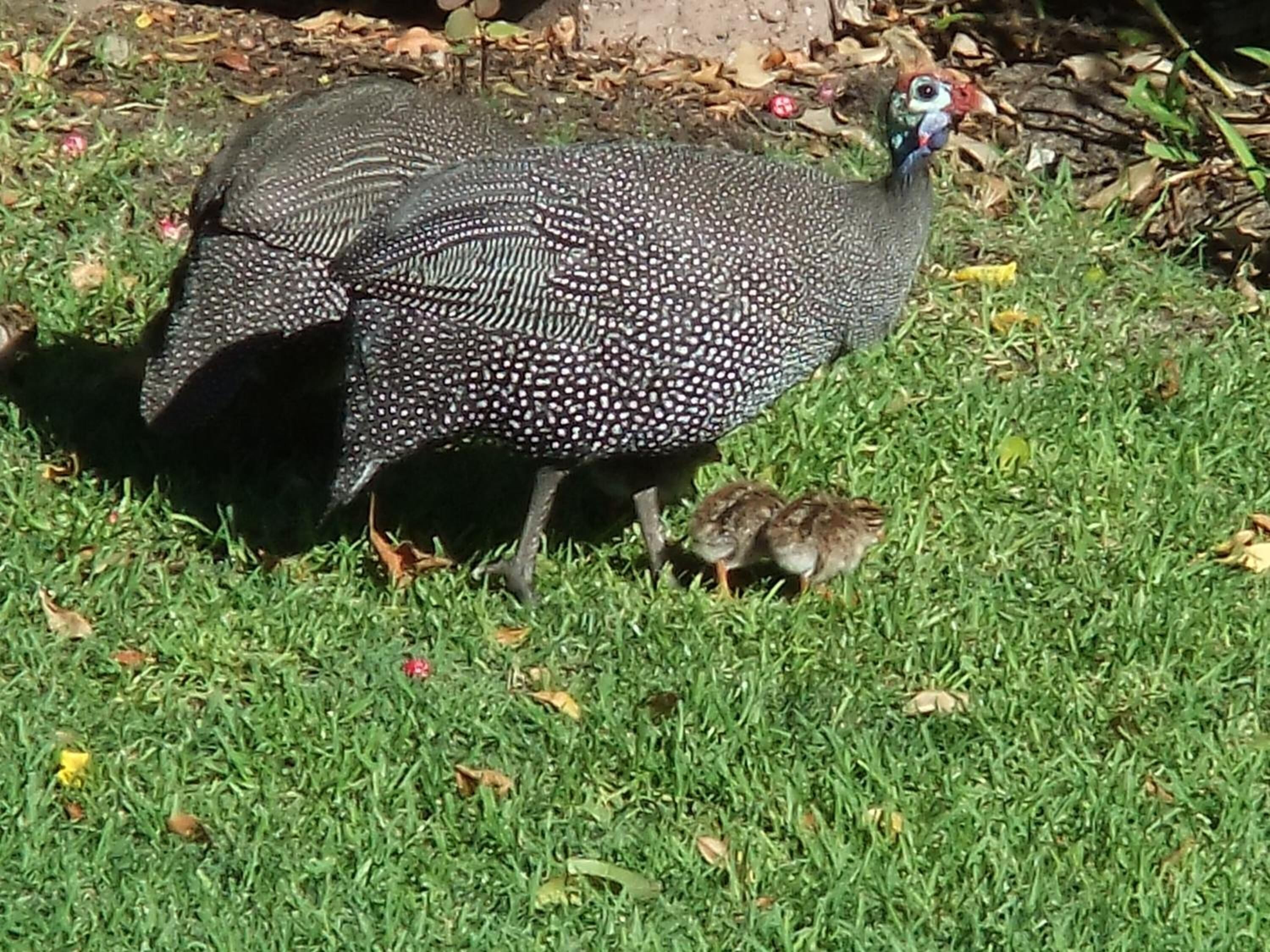 Foto - Old Oak Guest House