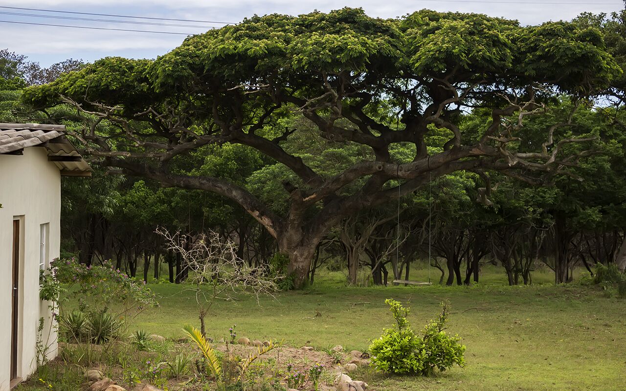 A large tree in a grassy area with a building partially visible to the left.