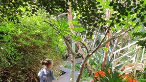 A wooden pathway in a garden with lush greenery and a small bridge. - 3 Colours Blue (Mossel Bay)
