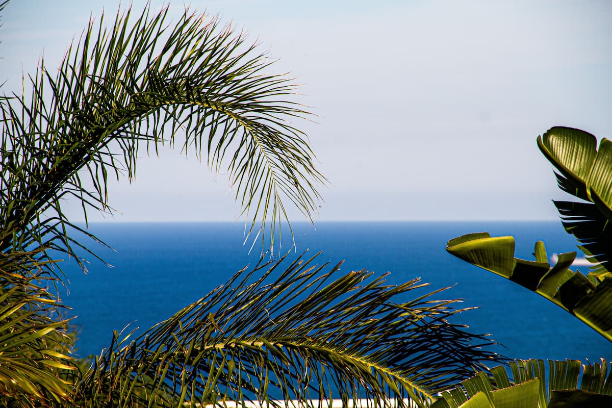 A view of the ocean framed by tropical foliage.