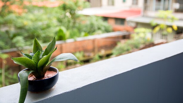 Una planta en maceta sobre la barandilla de un balcón, con vista a una zona residencial.