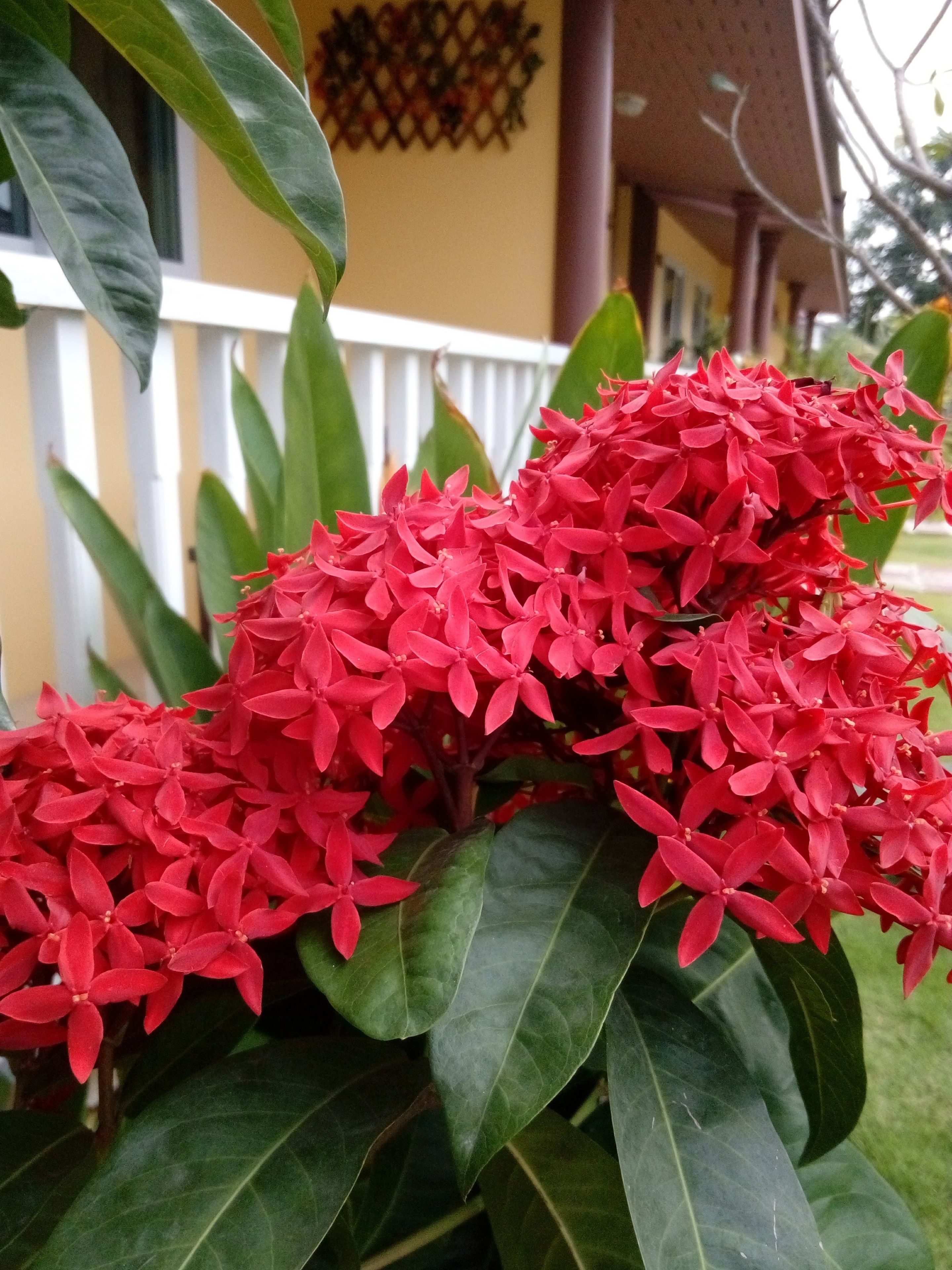 花園