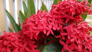 A cluster of red flowers with large green leaves in front of a yellow building with a white railing.