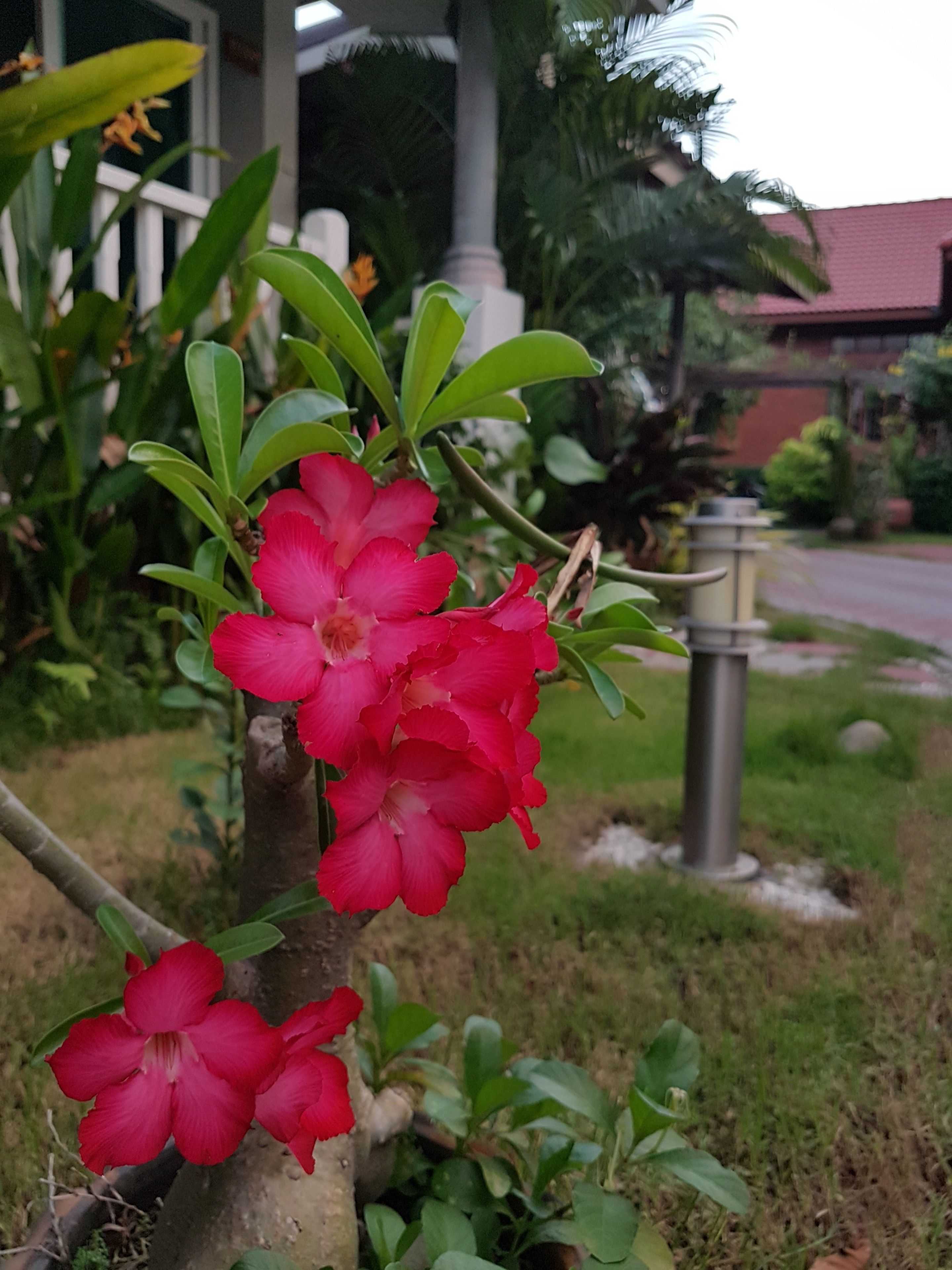Eine Pflanze mit roten Blüten und grünen Blättern.