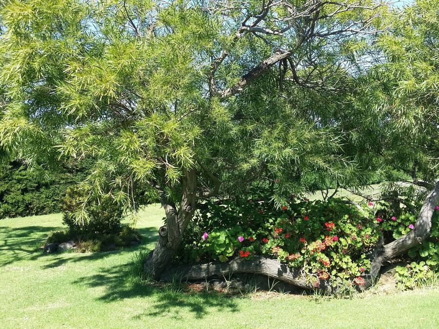 Un jardin bien entretenu, agrémenté de divers arbres et de plantes à fleurs.