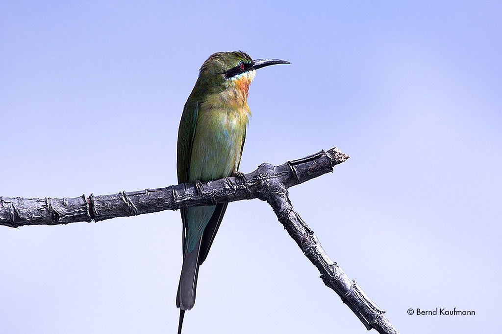 Photo - Suriya Arana