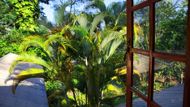Vista a través de una ventana con marco de madera que muestra un jardín verde y exuberante con palmeras y follaje denso.