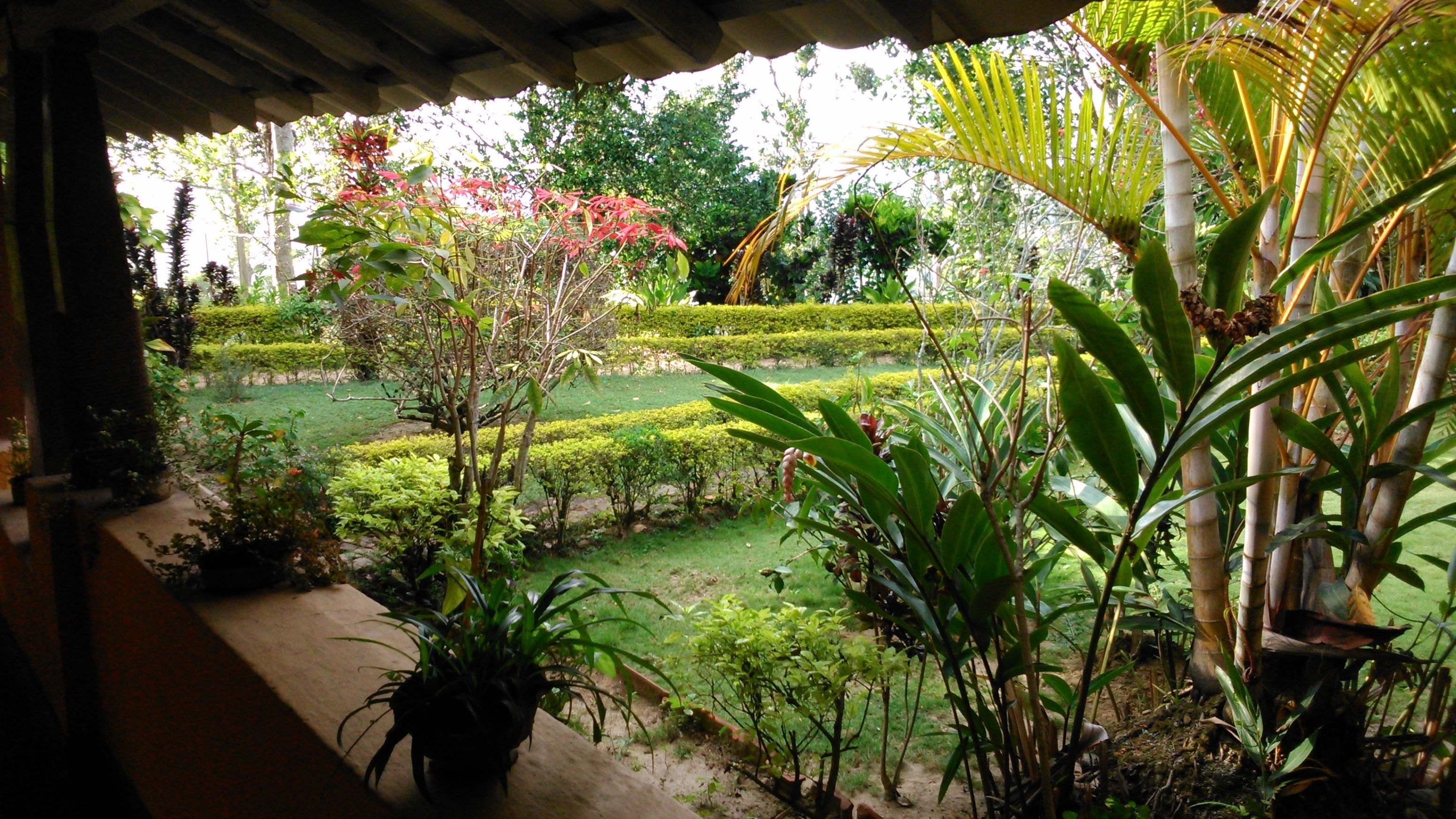 A garden with various plants and a well-maintained lawn.