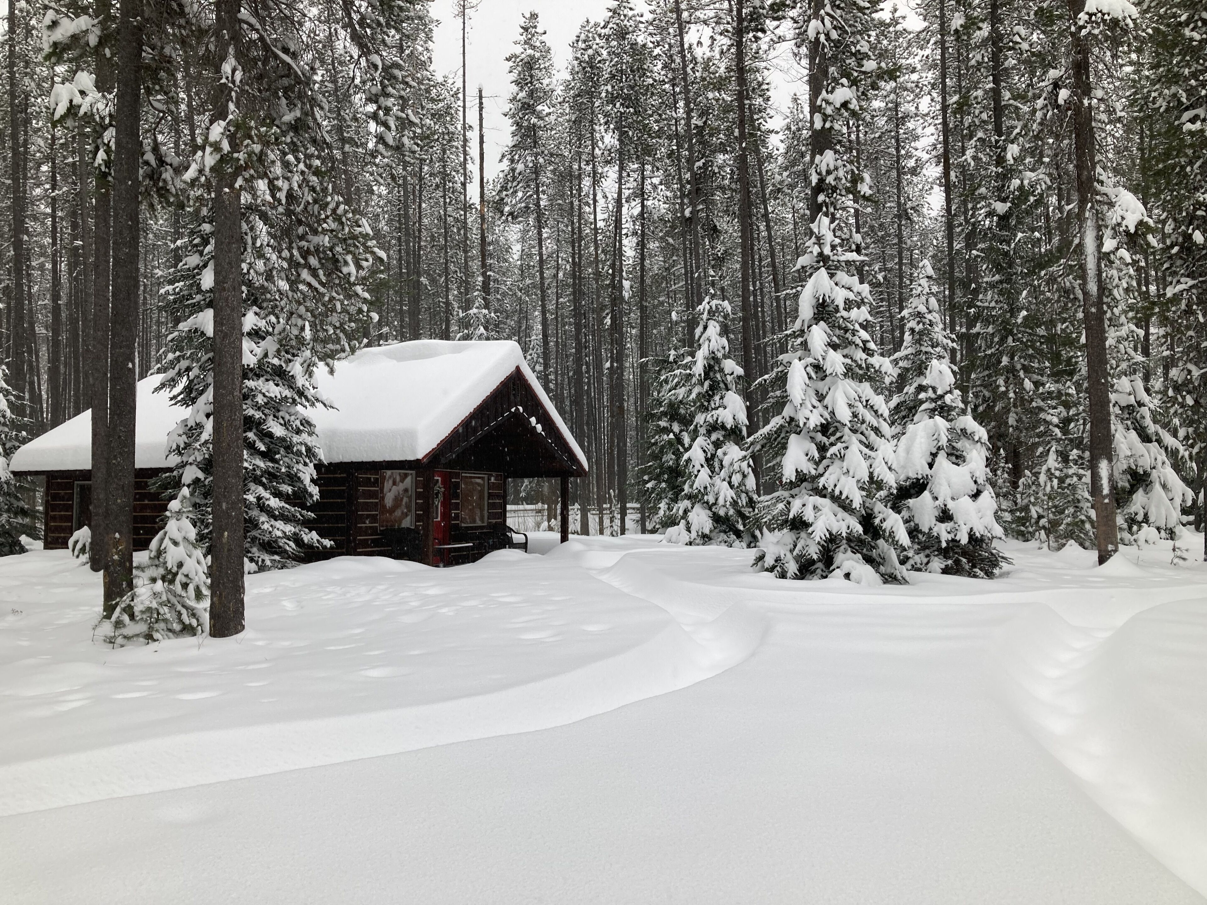 A cabin surrounded by snow-covered trees in a forest.