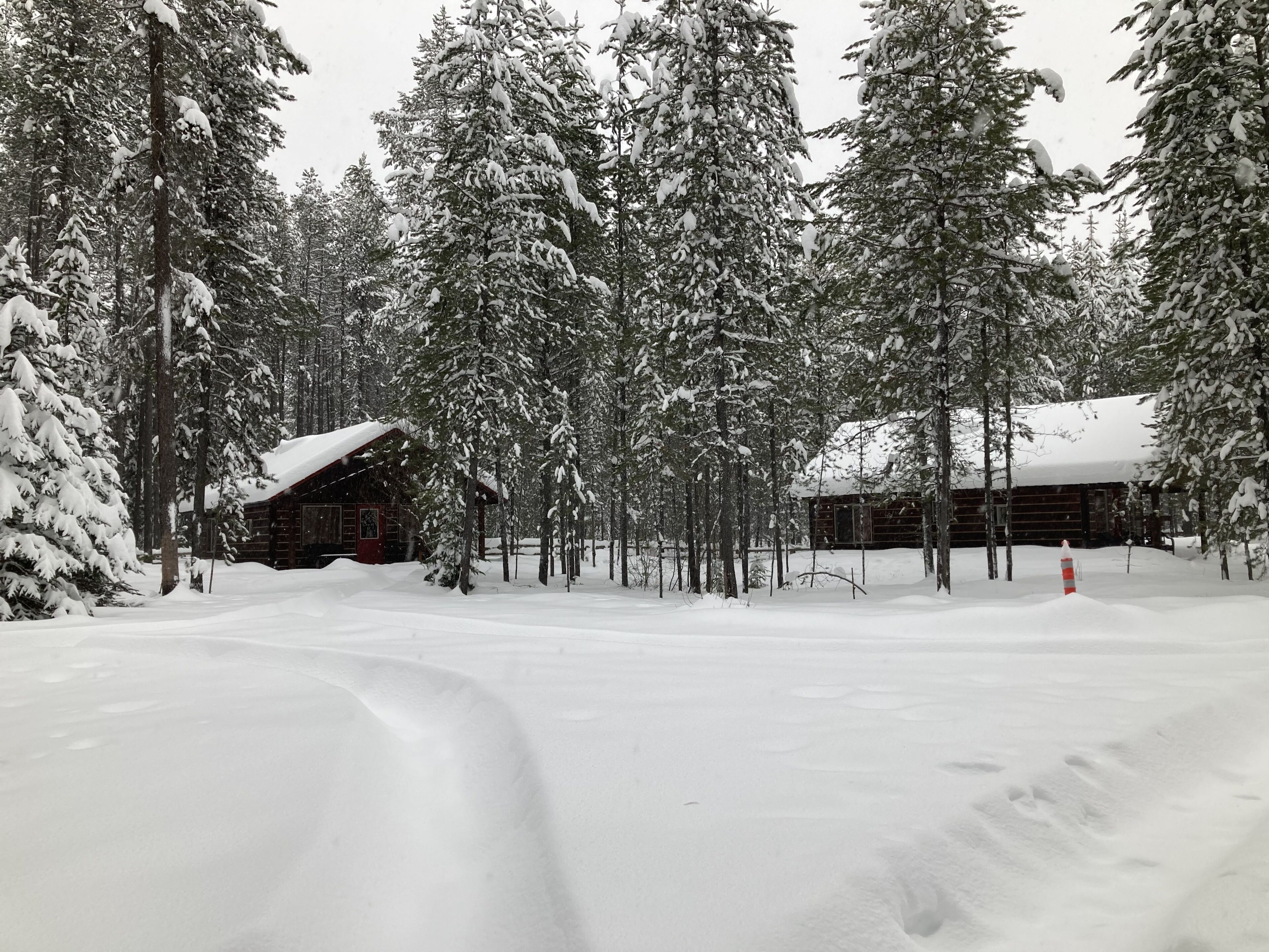A snow-covered forest with a cabin.