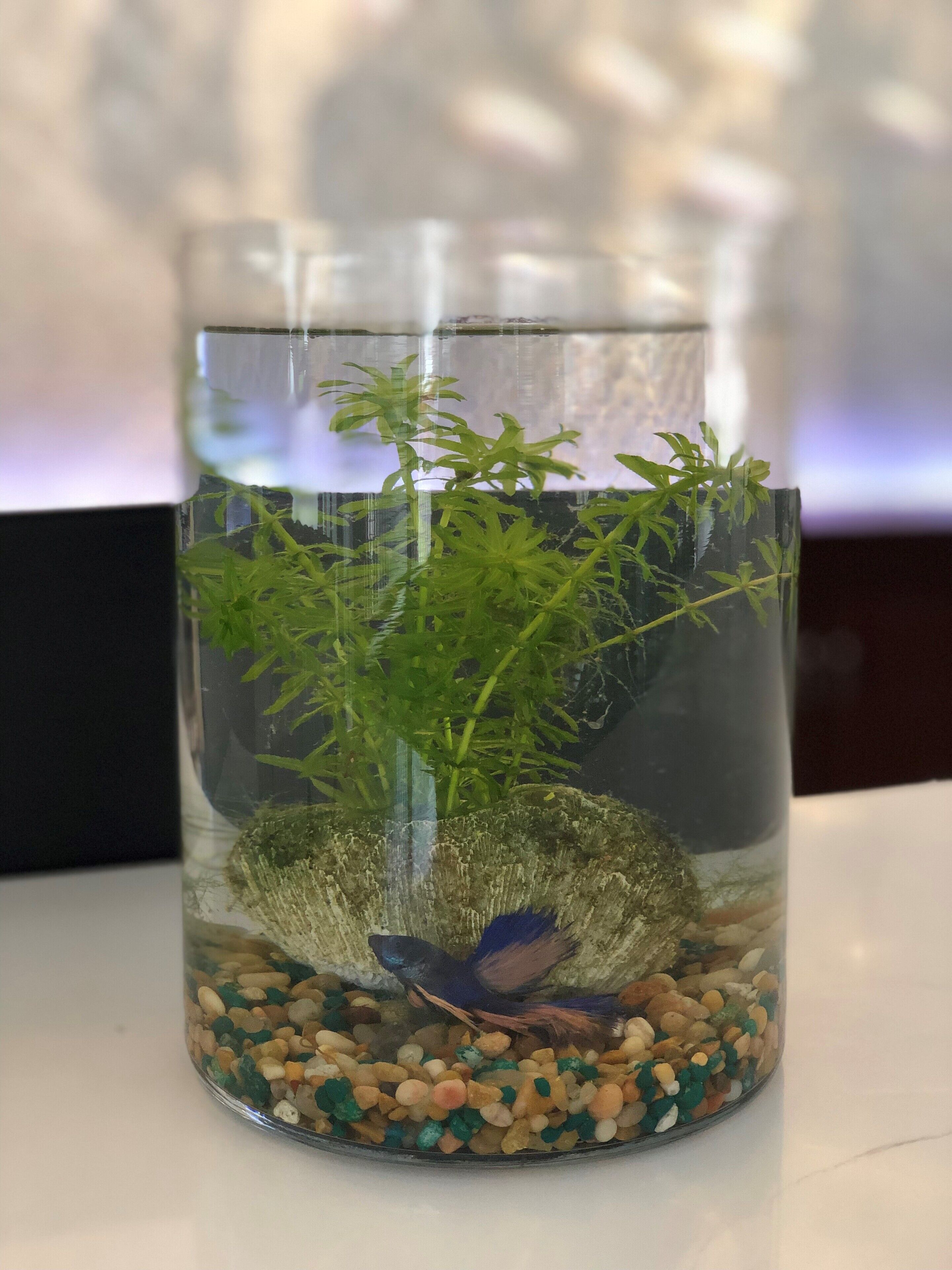 A clear glass container with a plant, pebbles, and a decorative item.