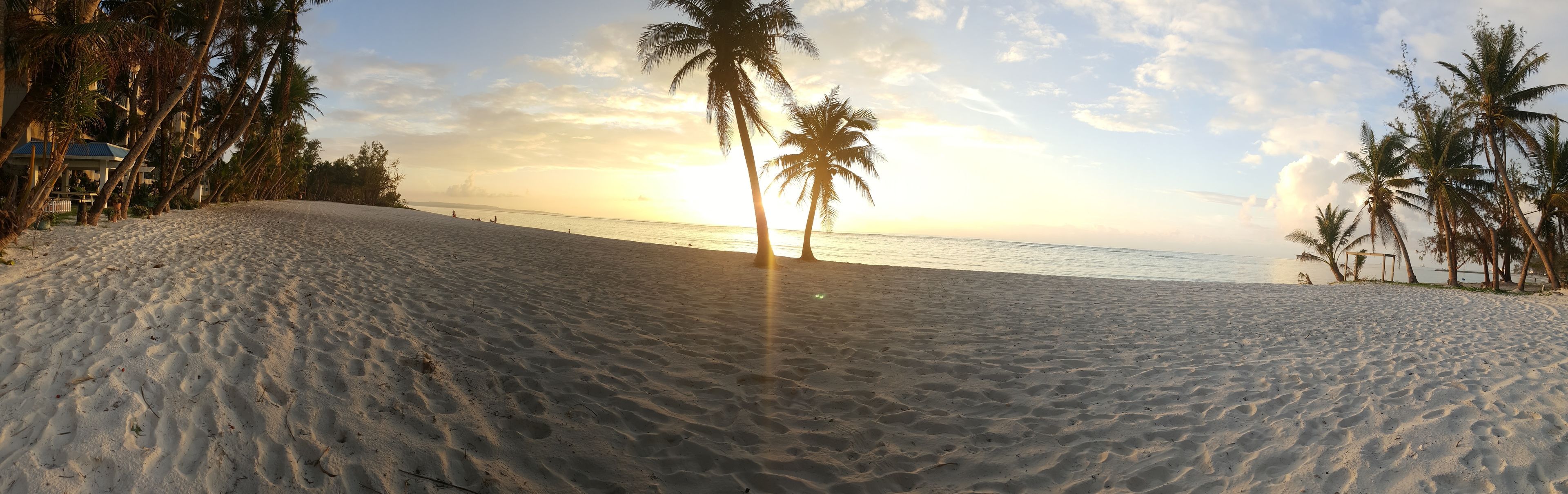 A beach with palm trees and a clear sky.