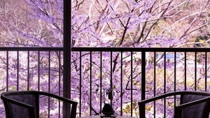 A balcony with two chairs and a small table, overlooking a garden with purple flowers. - Seishounagon (Tsu)
