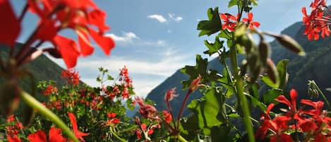 A mountain landscape with red flowers in the foreground.