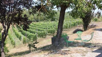 A vineyard with rows of grapevines, a large tree, and two green chairs under the shade.
