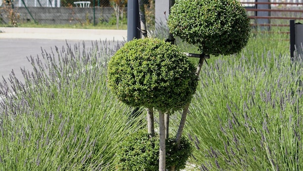 A row of spherical topiary trees in a landscaped area with gravel and lavender plants.