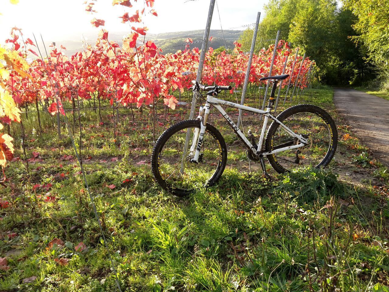 Un vélo est garé sur un chemin bordé d’herbe, avec un vignoble en arrière-plan.