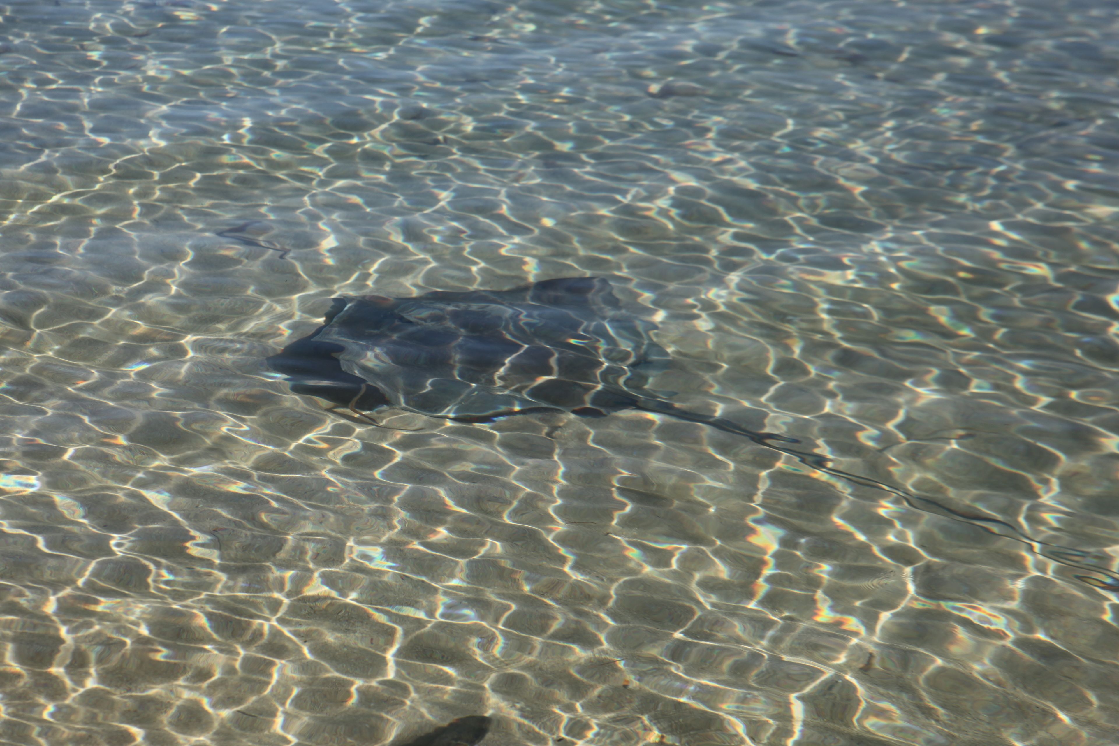 A stingray on a clear shallow water surface.