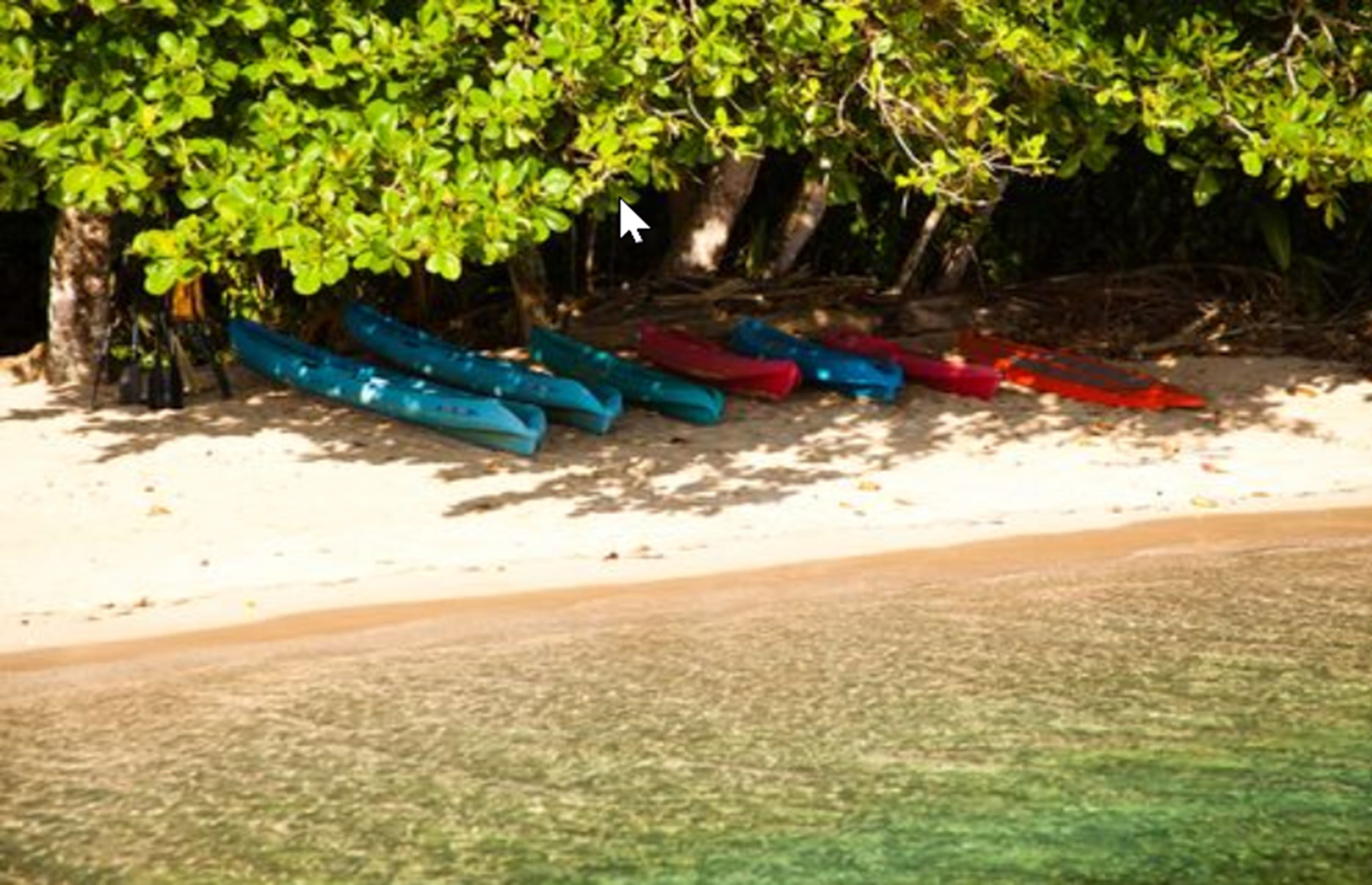 Une rangée de canoës attachés à un arbre sur une plage de sable.