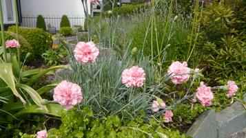 A garden with pink flowers and green foliage.