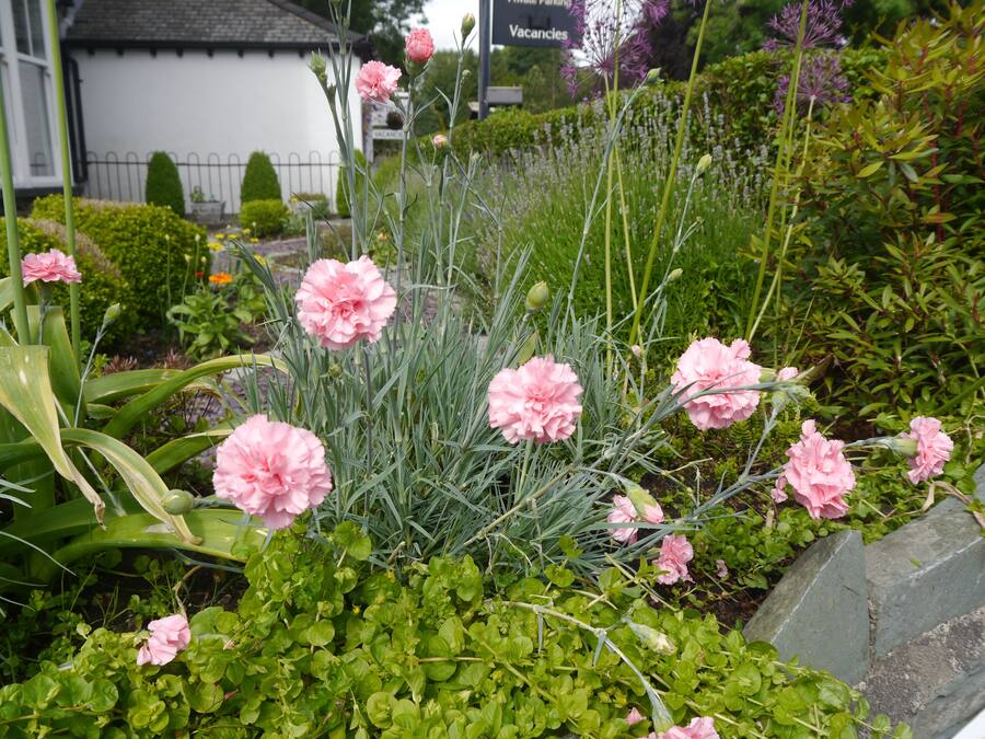 A garden with pink flowers and green foliage.