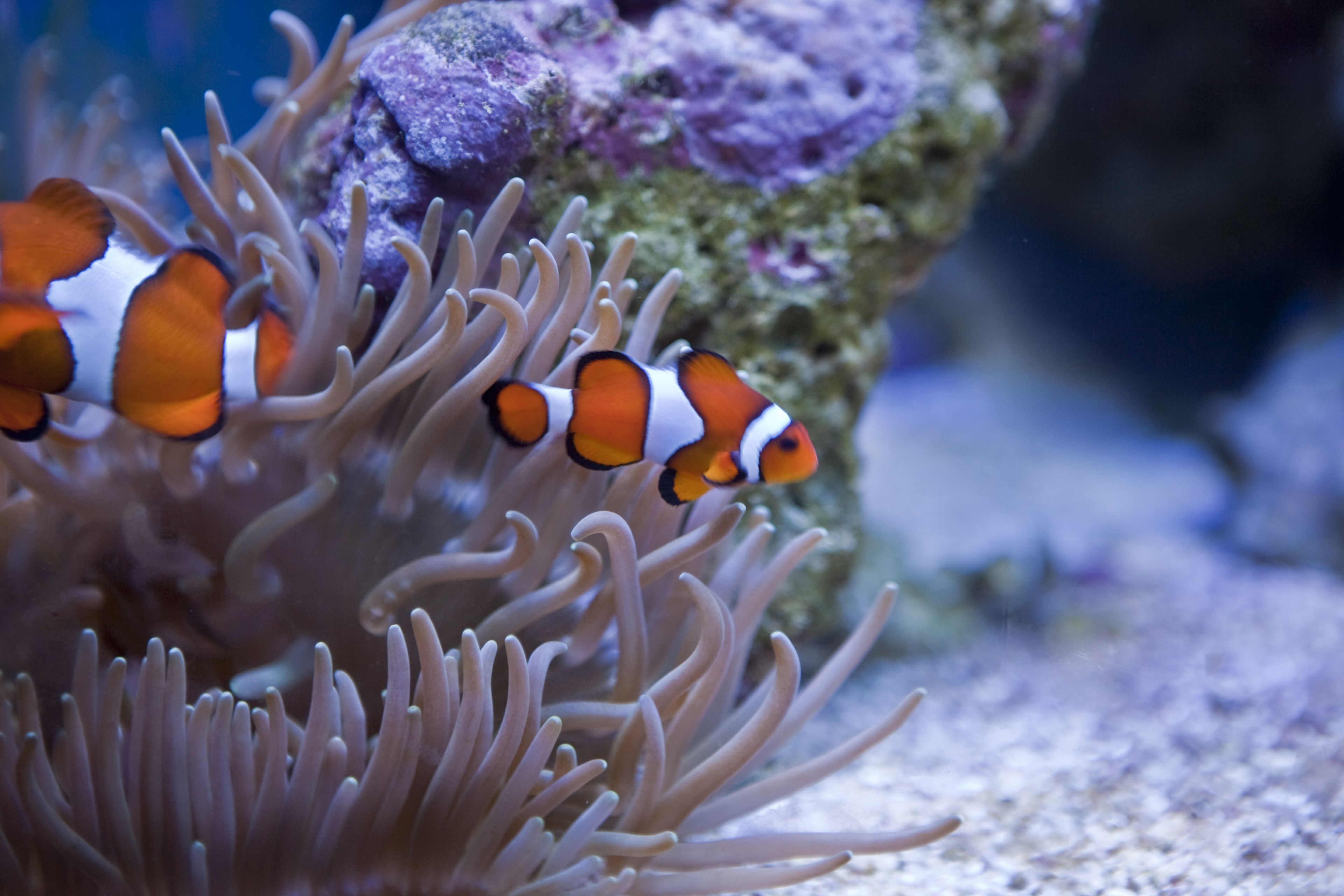 An anemone with clownfish.