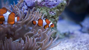 An anemone with clownfish.