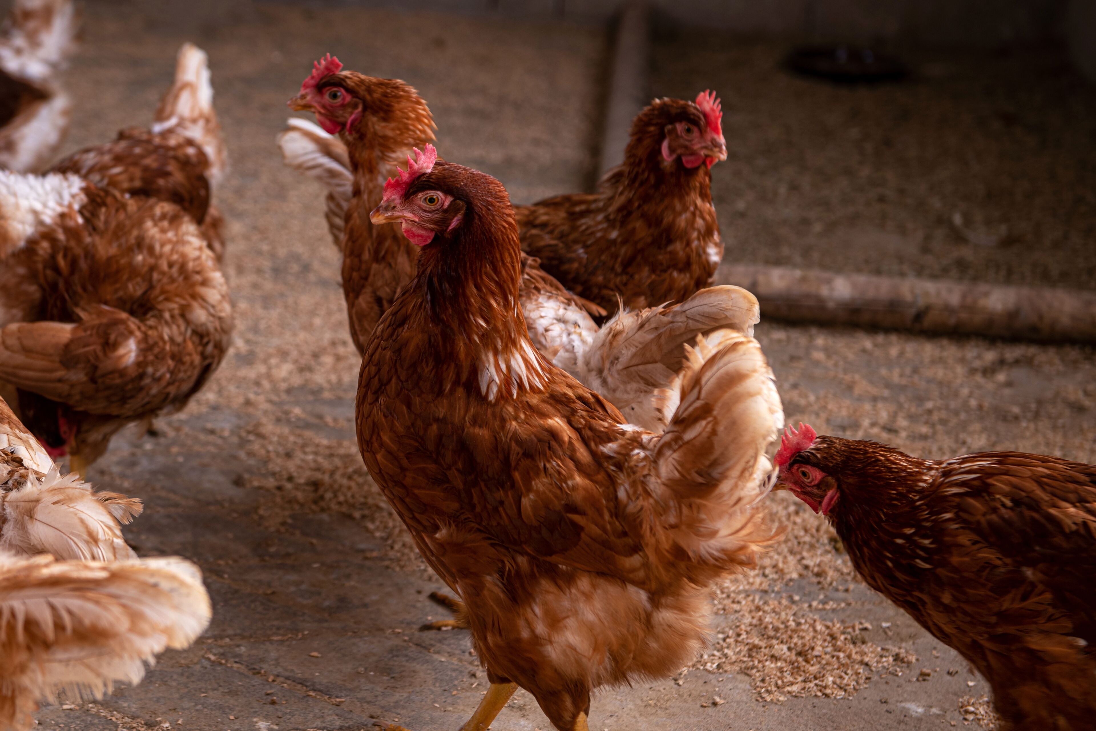 Foto - Agroturismo Son Juaneda