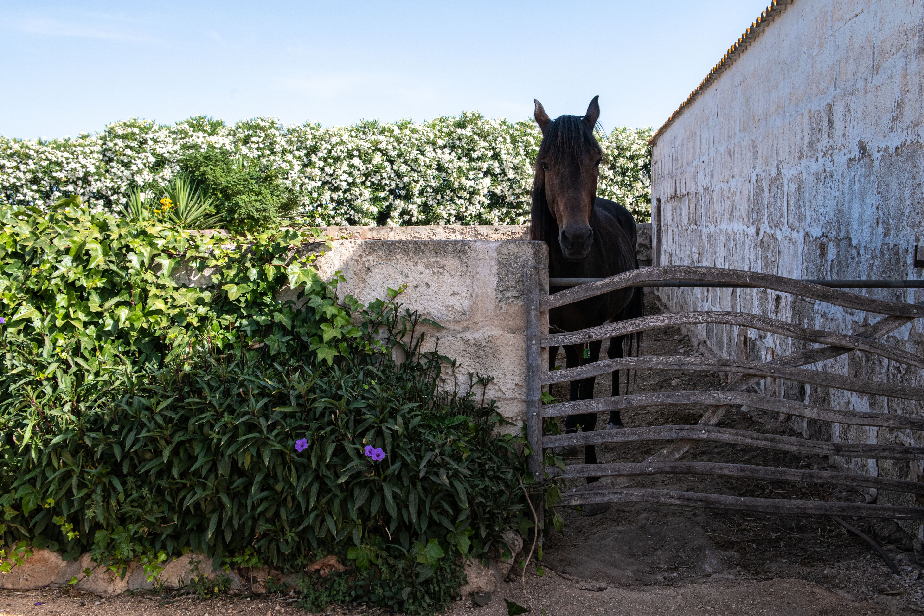 Foto - Agroturismo Son Juaneda
