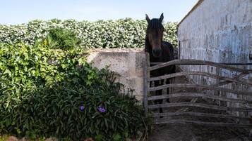 A stable with a horse, surrounded by lush greenery and a white wall.