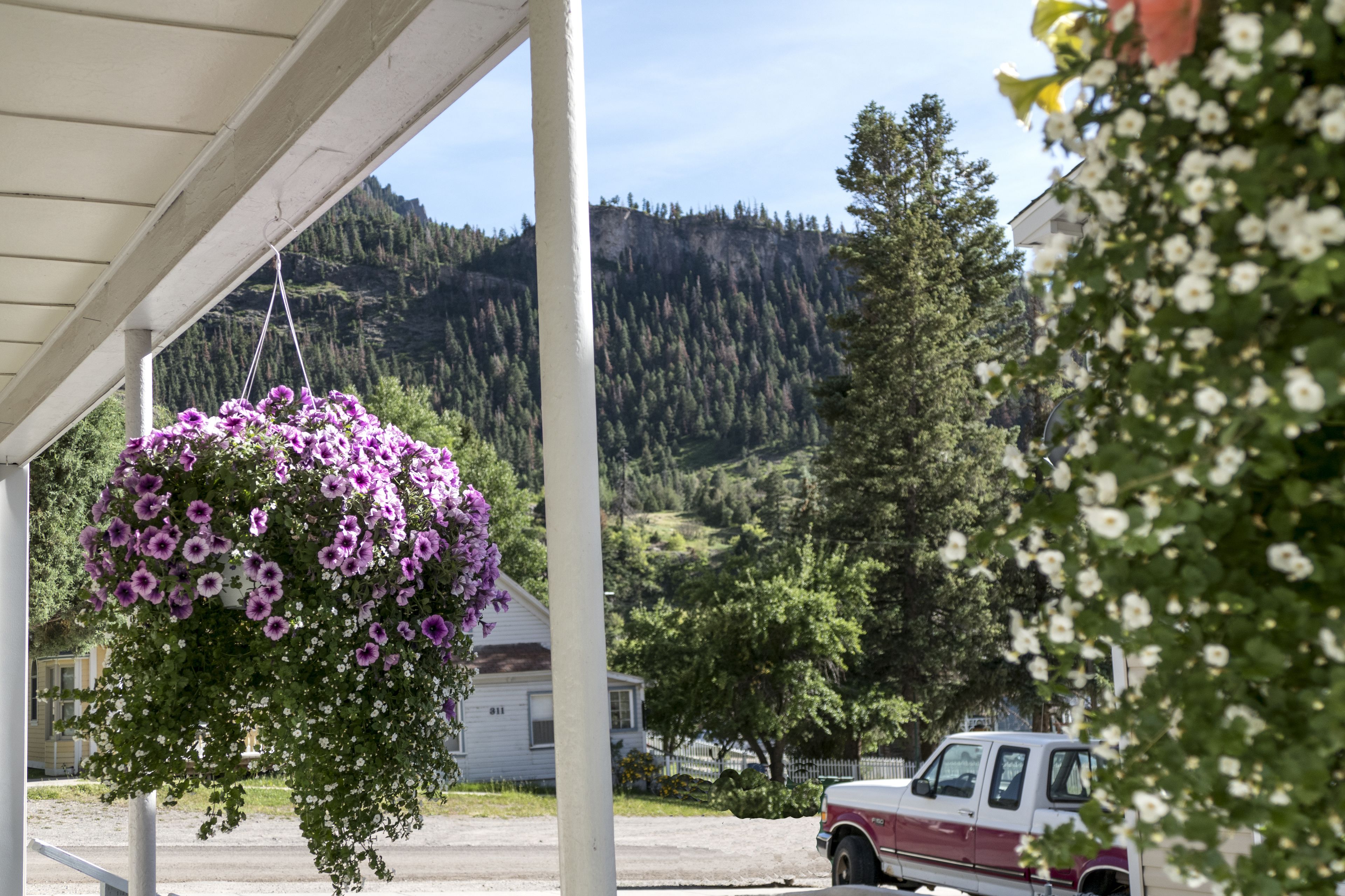 A hanging flower basket with purple flowers, a white house, and a red truck parked in front of a mountain.