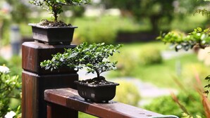 Three potted bonsai trees on a wooden railing. - Flying Villa (Puli)