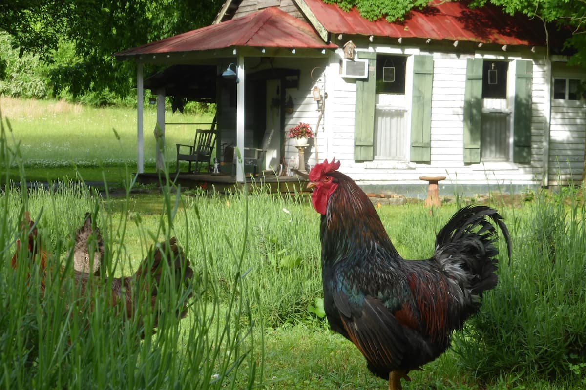 A rustic house with a porch and a rooster standing in the grass.