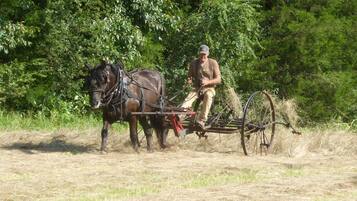 A man driving a horse-drawn cart in a field with trees in the background.