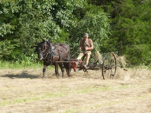 Camera Romantica, 1 letto queen | Vista giardino