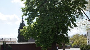 A tree-lined street with a building in the background. - Hotel Jägerhof (Ratingen)